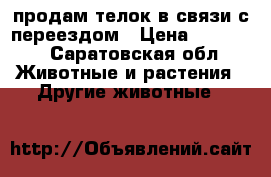 продам телок в связи с переездом › Цена ­ 17 000 - Саратовская обл. Животные и растения » Другие животные   